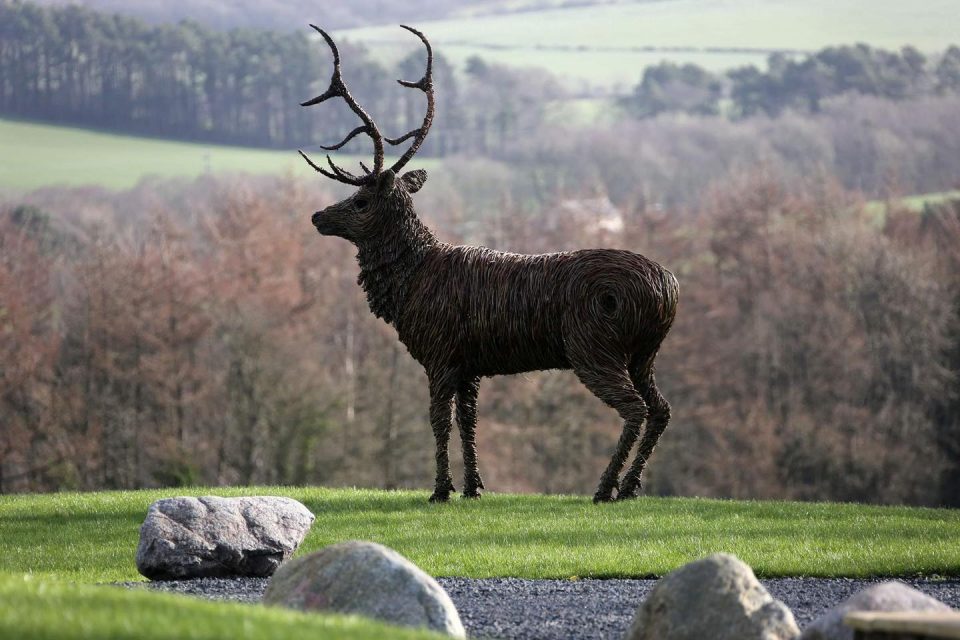 Stag